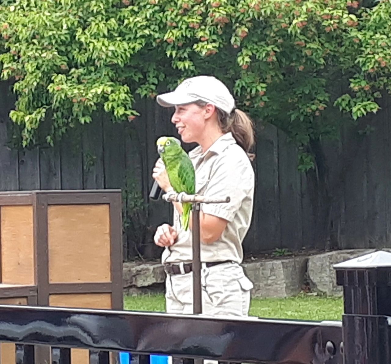 A keeper delivers an excellent presentation on African birds. A green parrot rests on a post.