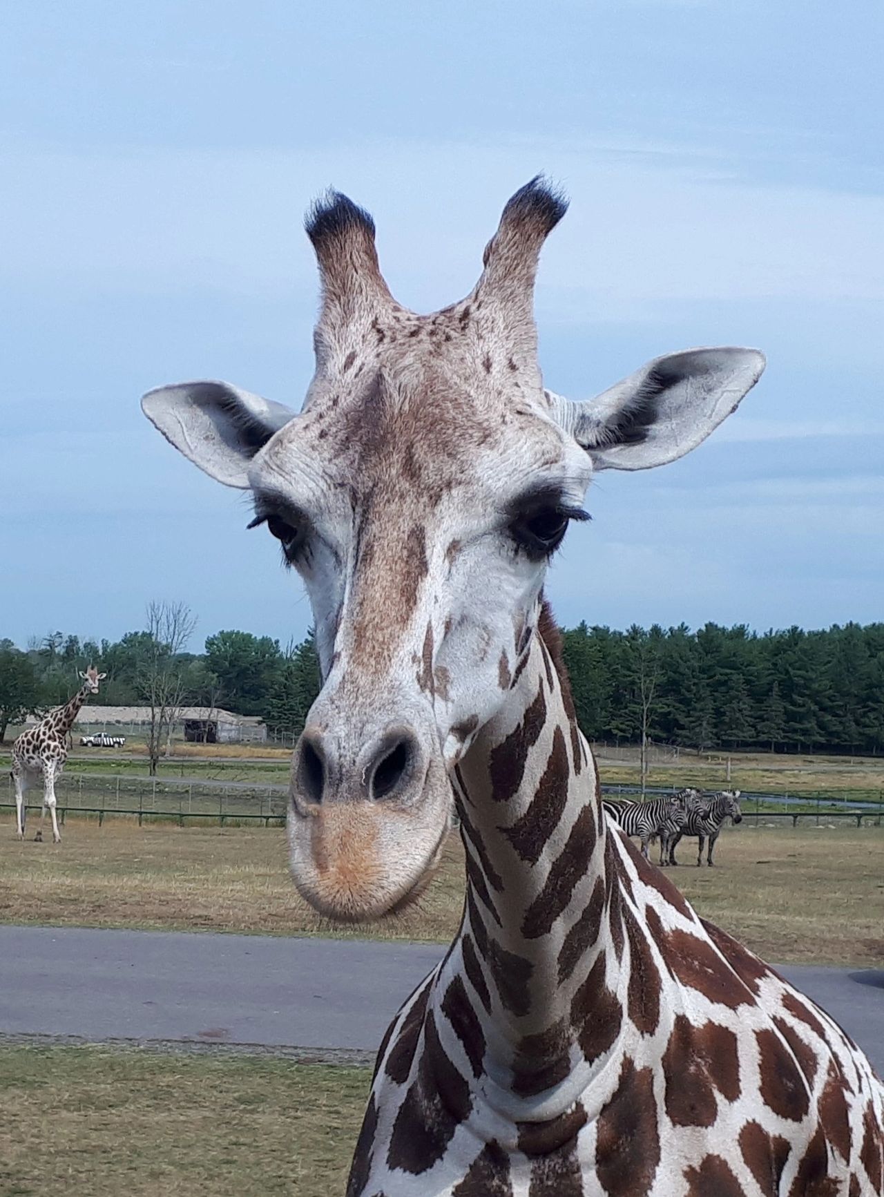 A giraffe up close. They are not shy. 