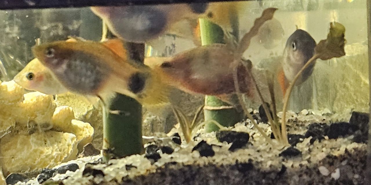 The Fish Really Dig Their New ‘Bamboo Lounge’