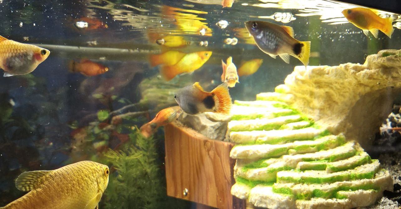 Fish swim around the stairs of the raised platform