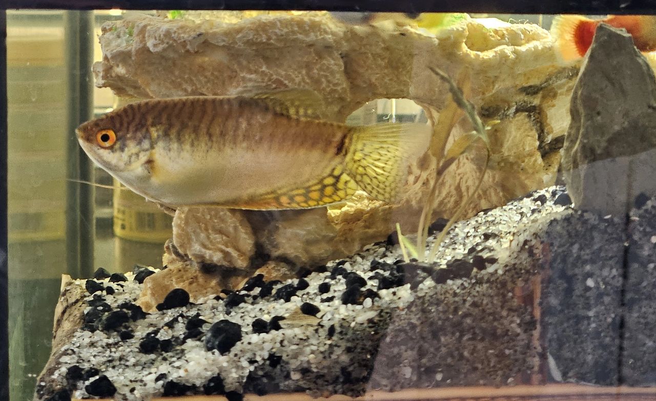 A Gold Gourami swims alone, keeping watch at the entrance to the 'Bamboo Lounge'