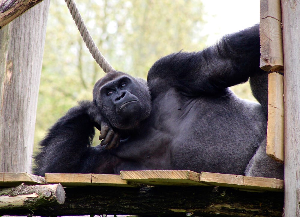 A male gorilla relaxes on a wooden platform, lying on his side.