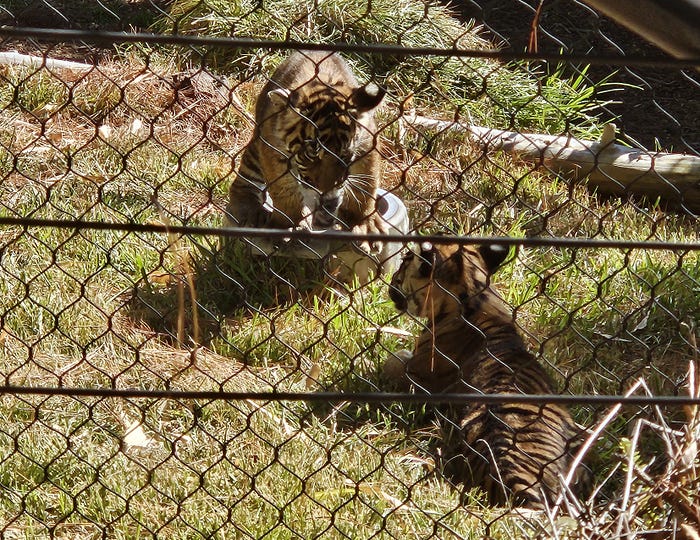 2 tiger cubs play in the grass