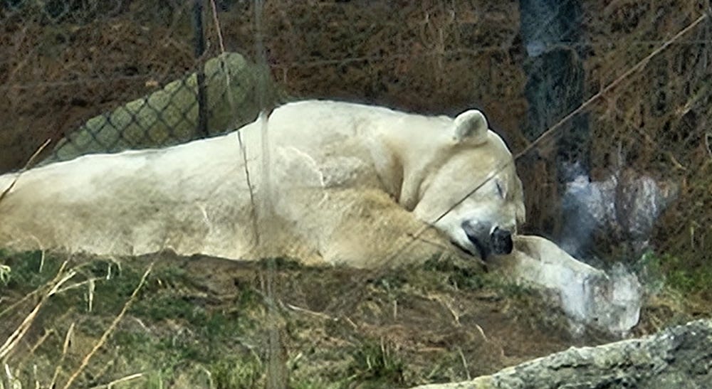 A polar bear lies on grass and rocks in the sun, sleeping.