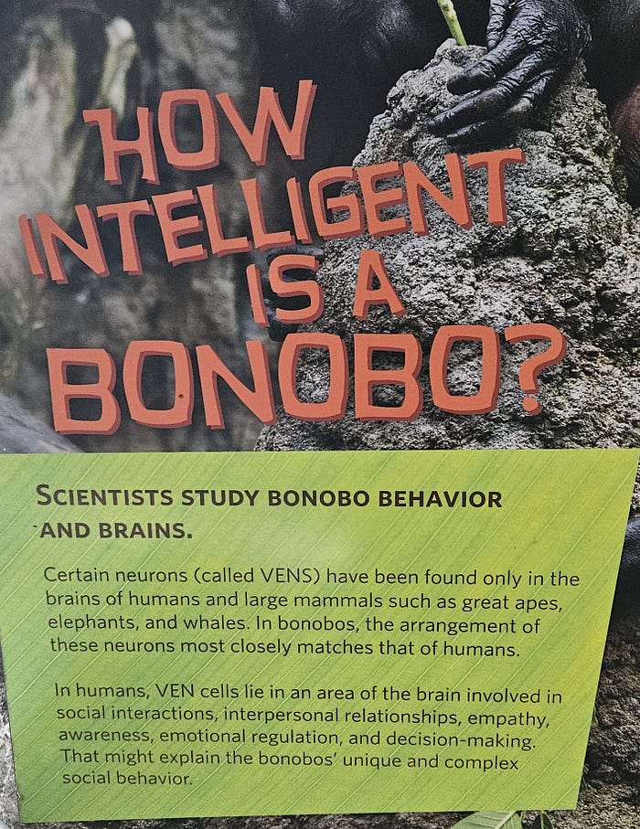 A sign explaining the intelligent Bonobo Gorilla.