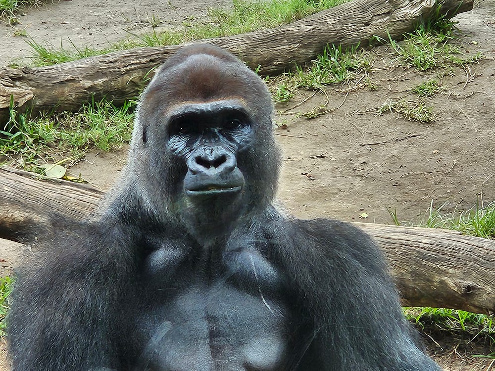 A Bonobo gorilla looks into the camera. Deep dark, thinking eyes.