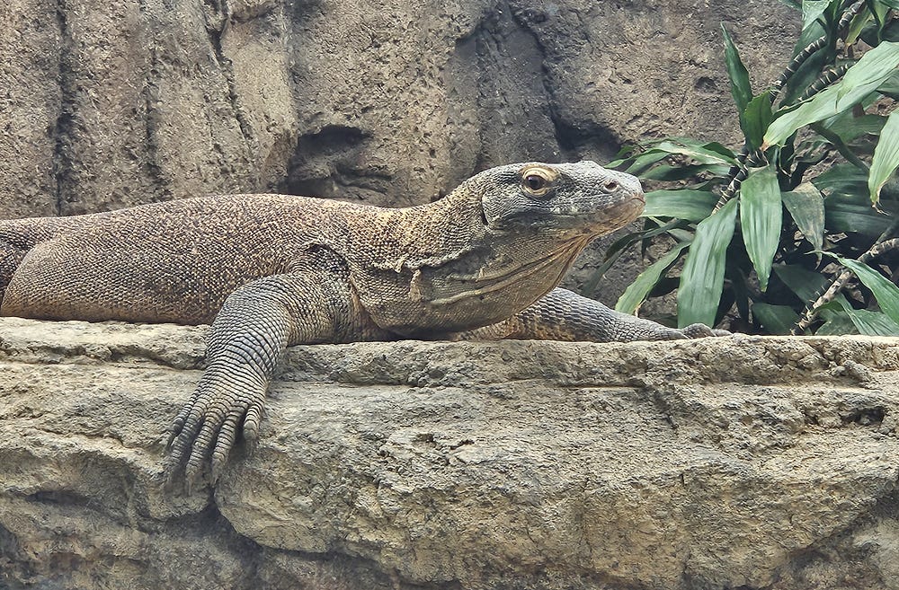 A 3 foot Komodo Dragon relaxes after breakfast. Laying on a rock ledge.