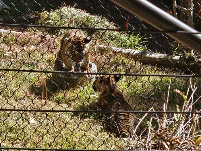 A tiger cub readies to pounce on his sibling while playing in the grass.