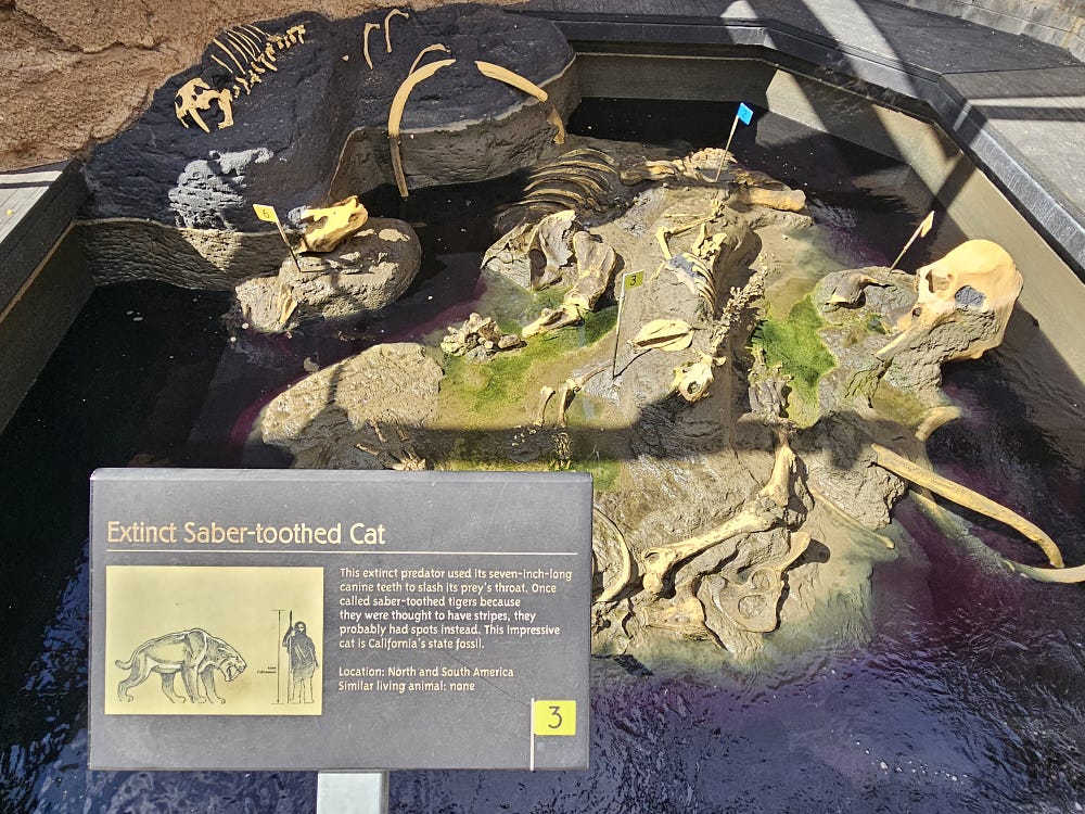 San Diego zoo exhibit on bones and fossils of the extinct saber-toothed cat