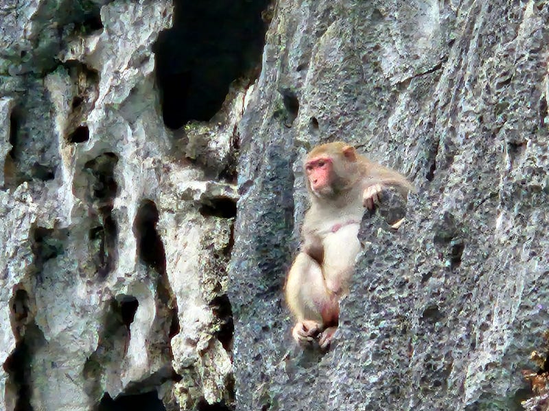 A monkey relaxes on a rocky ledge, in Ha Long Bay, Vietnam