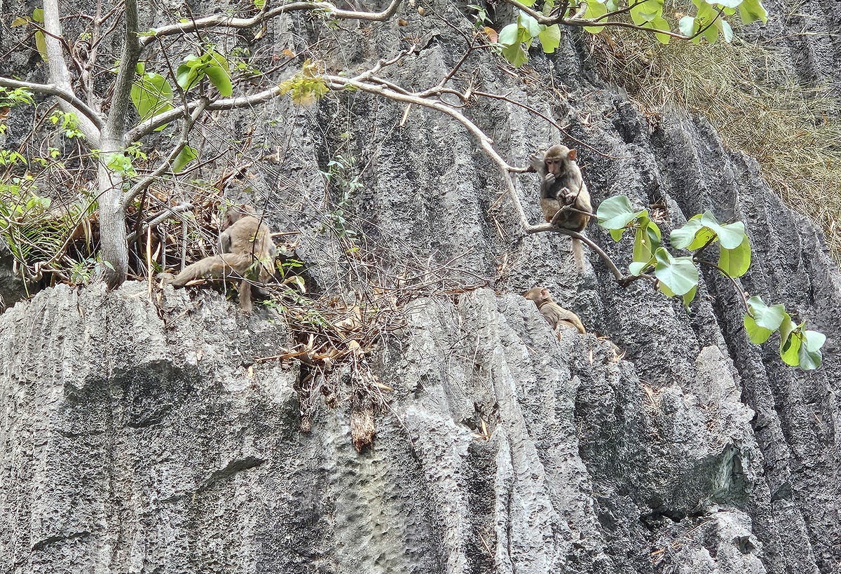 Monkeys scavenge for food and play in trees growing out from the sheer rock cliffs.