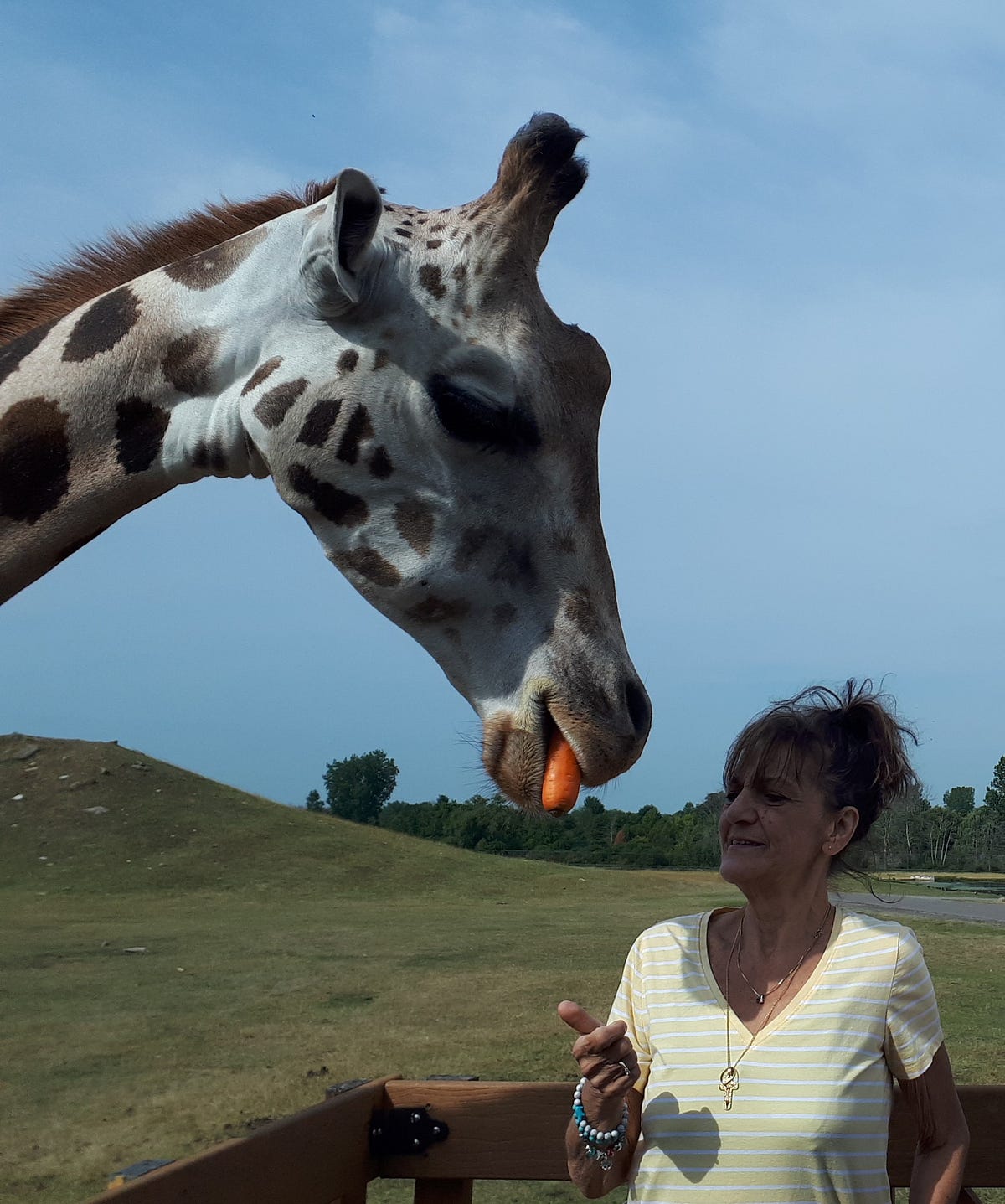 A giraffe eats a carrot from my wife, Ivana