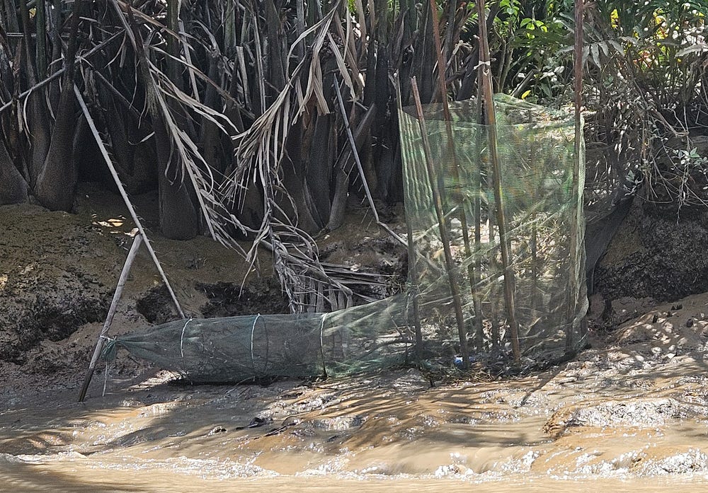 Fish net along a Mekong River Tributary, anchored in mud.