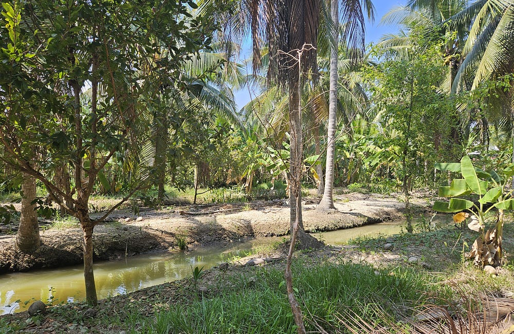 A thin canal used for harvesting, amongst the rows of fruit trees