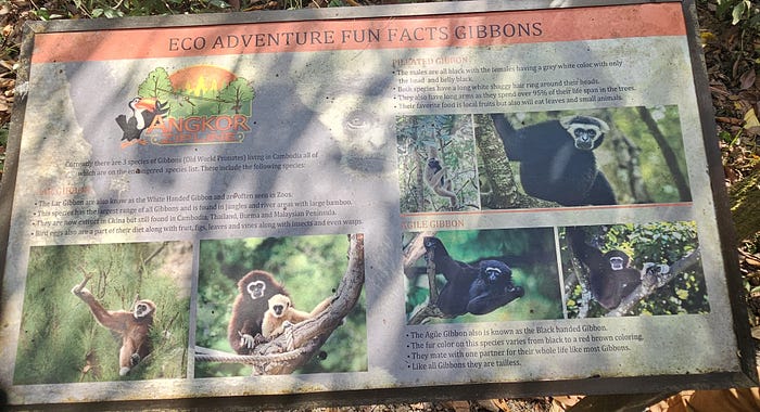 A sign in the forest with fun facts about gibbons.