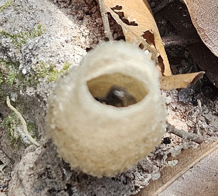 A white cone-shaped ant nest on the forest floor.