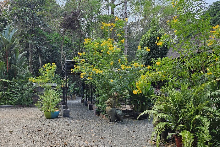 A garden with green plants, ferns, and various palms.