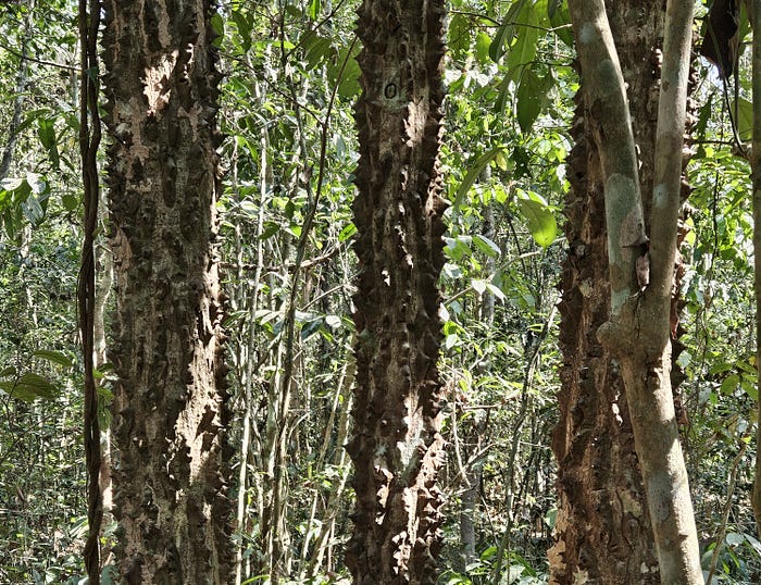 Three trees with columns of huge thorns in the Cambodian forest.