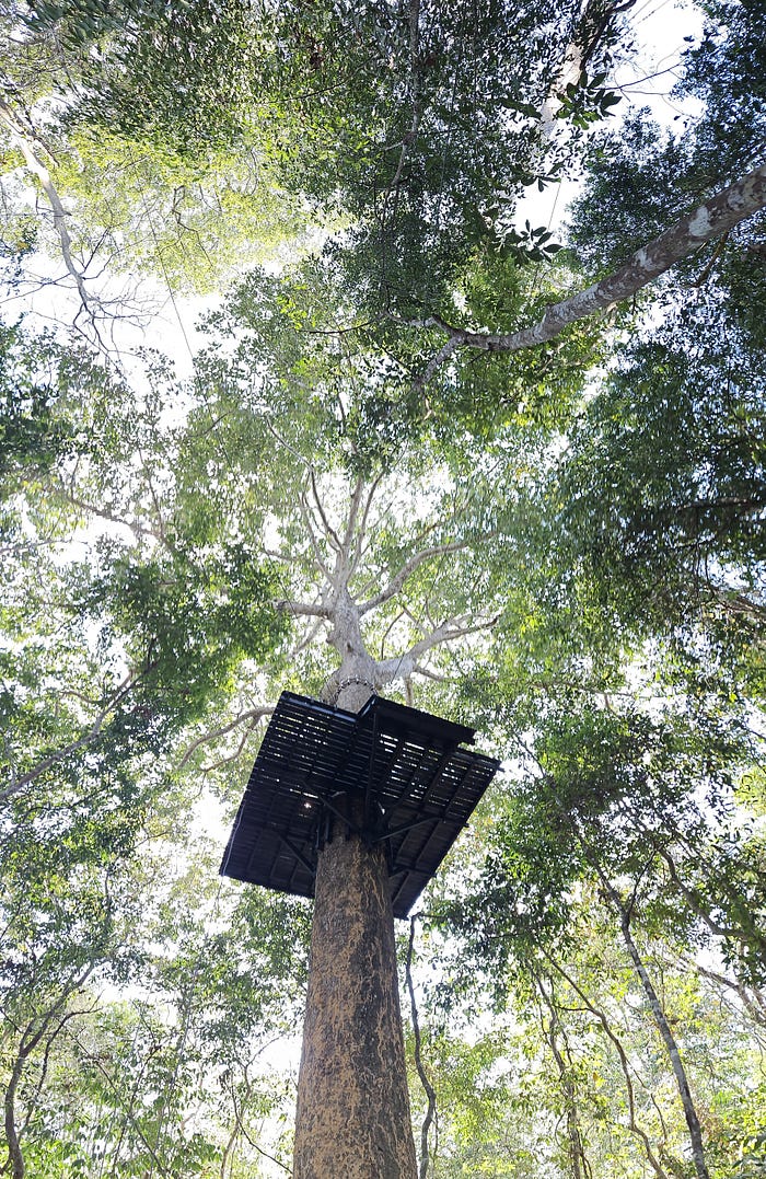 Looking up through the trees at a zipline platform.