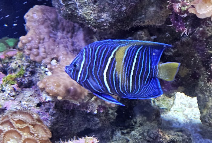 A blue fish at the aquarium in Monaco