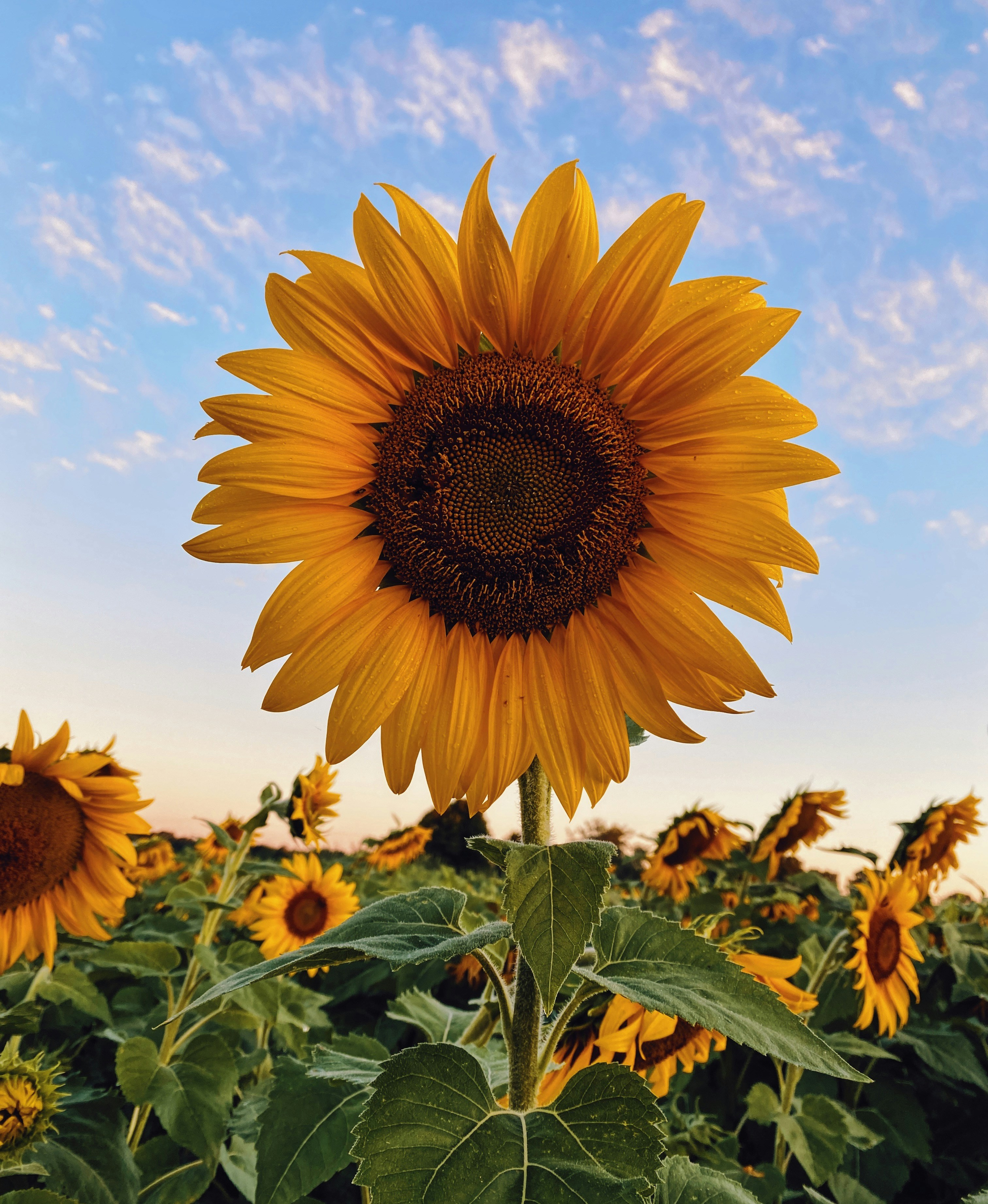 A large sunflower stands over a field of sunflowers