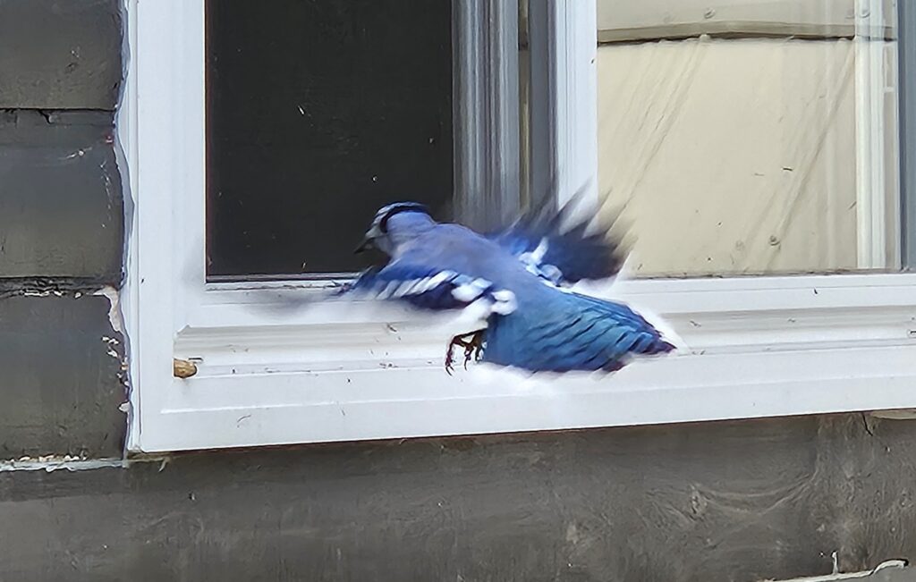 A Blue Jay swoops in and snags a peanut resting in the corner of a white window sill 